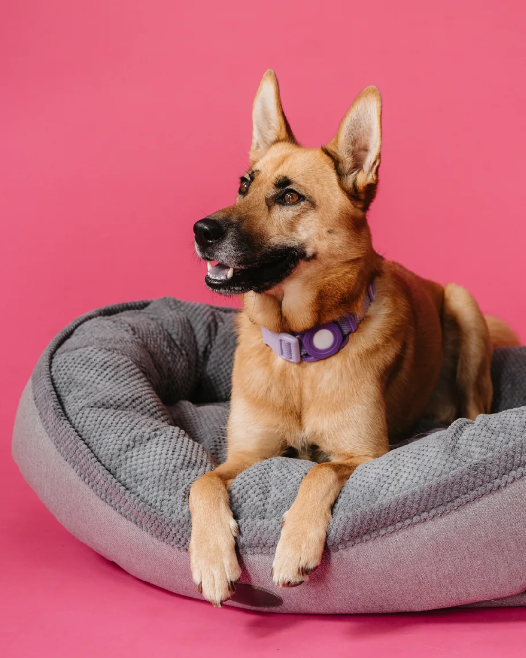 Furry Bagel Dog Bed