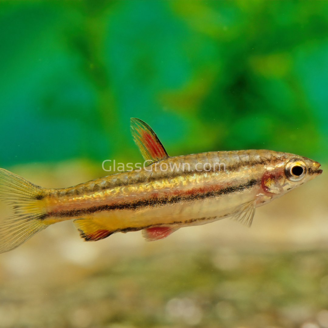 Golden Pencilfish 6 Pack
