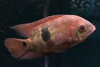 Emerald Cichlid (Chocolate Cichlid (Hypselecara temporalis)