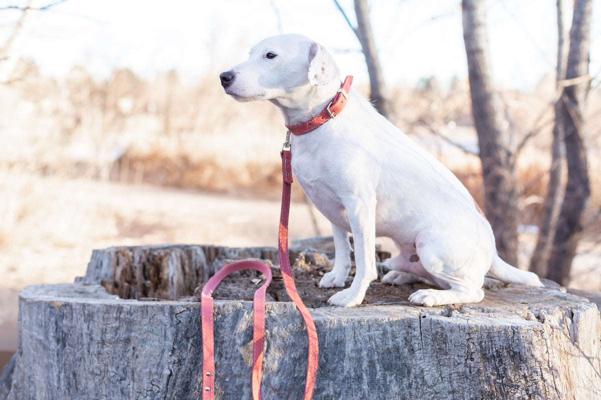 Pro Line Leather Hunting Dog Leash