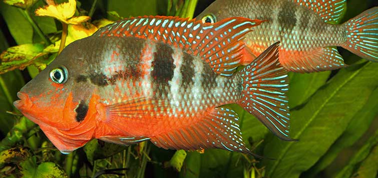 Firemouth Cichlid (Thorichthys meeki)