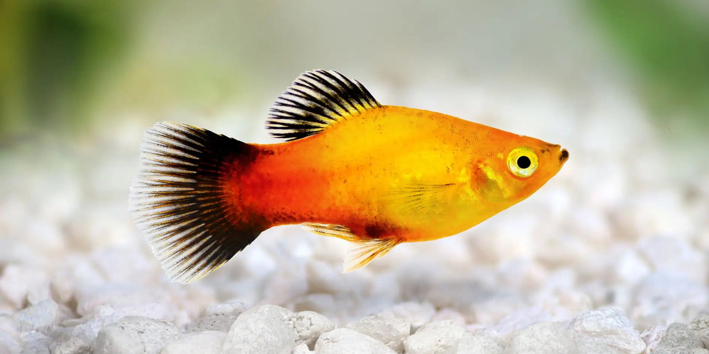 Sunburst Platy