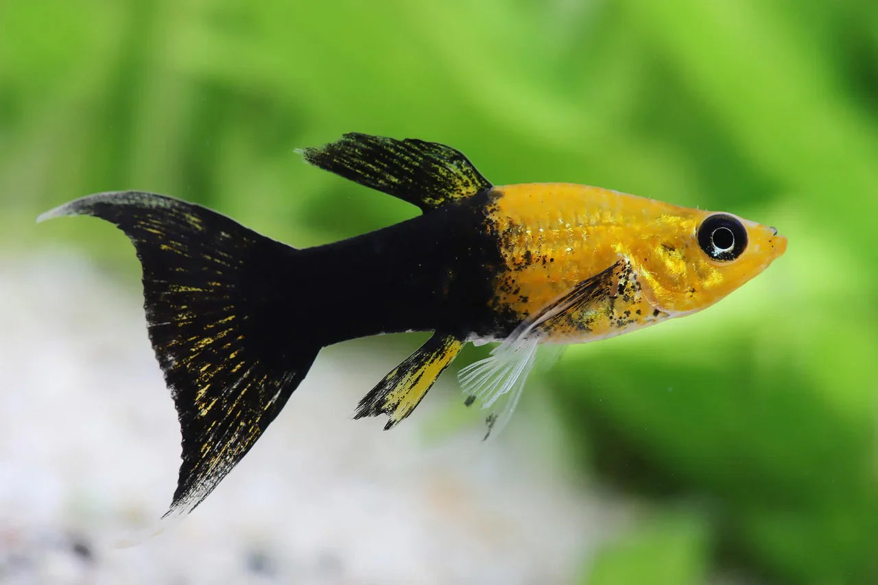 Gold Dust Lyretail Mollies