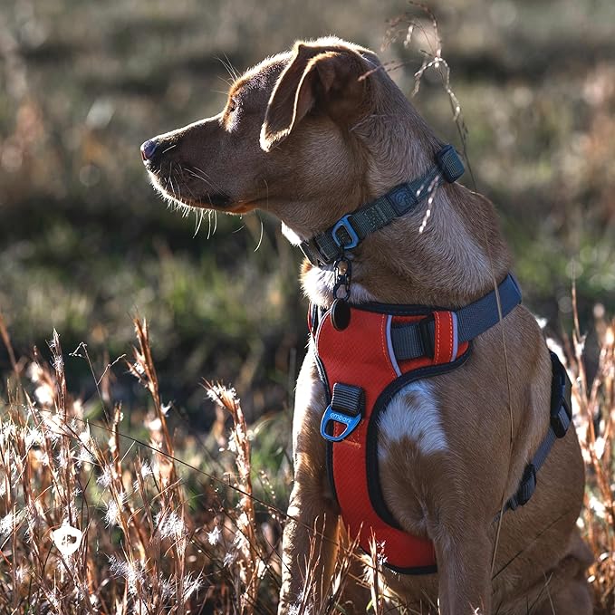 Embark Adventure Dog Harness, Reflective Trim XL Dog Harness for Extra Large Dogs No Pull - Military Grade Nylon, 2 Leash Clips & Gel Lined Handle.