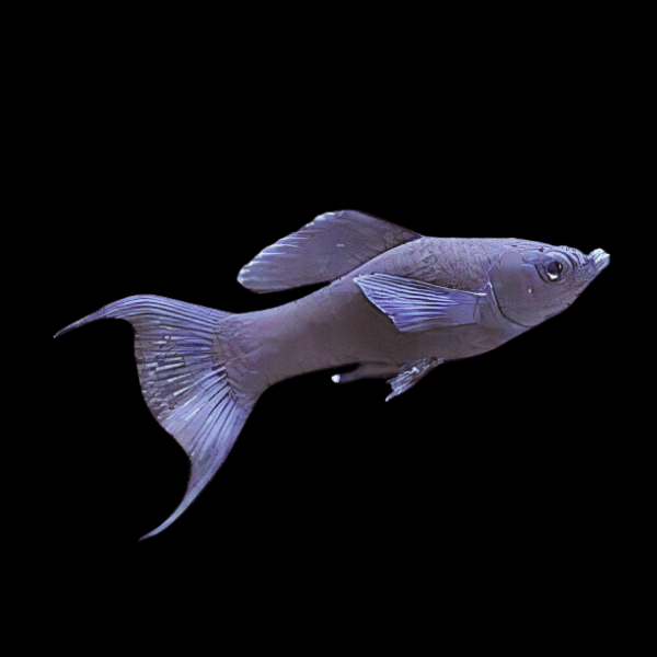 Black Lyretail Molly