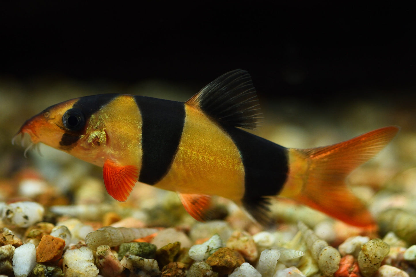 Clown loaches 2"