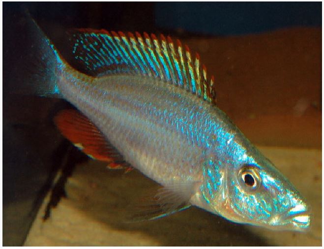 Rock-Dwelling Mbuna Cichli - Compressiceps East African Cichlid (Malawi Eyebiter)