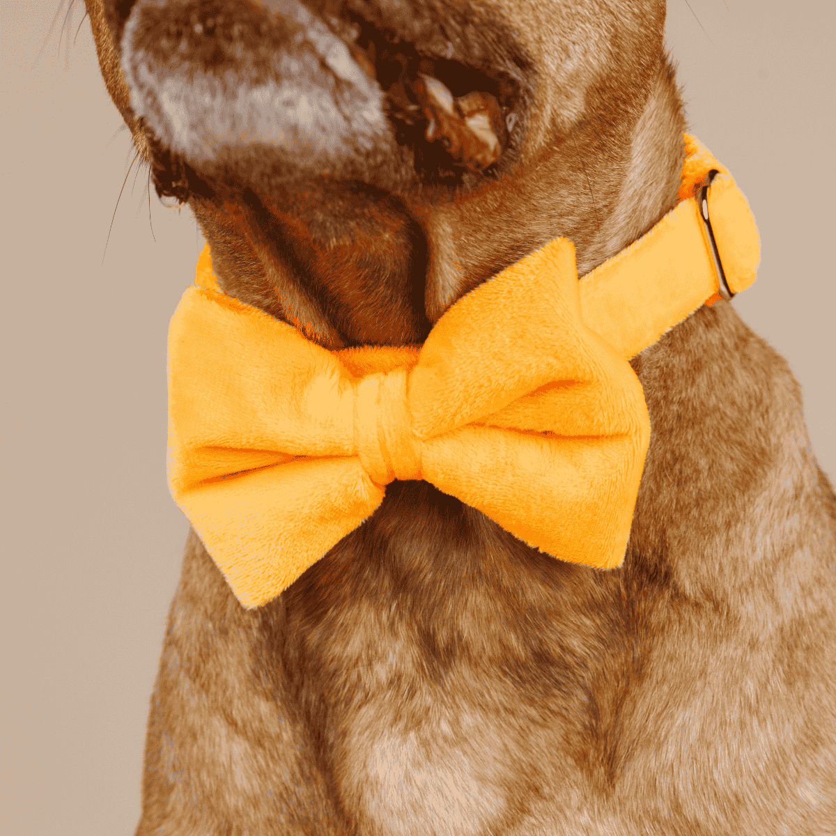 Ezra Dog Bow Tie