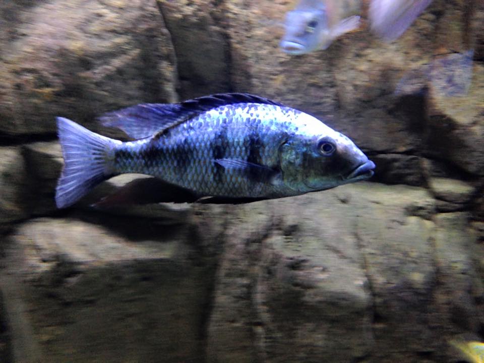 Rostratus Cichlid