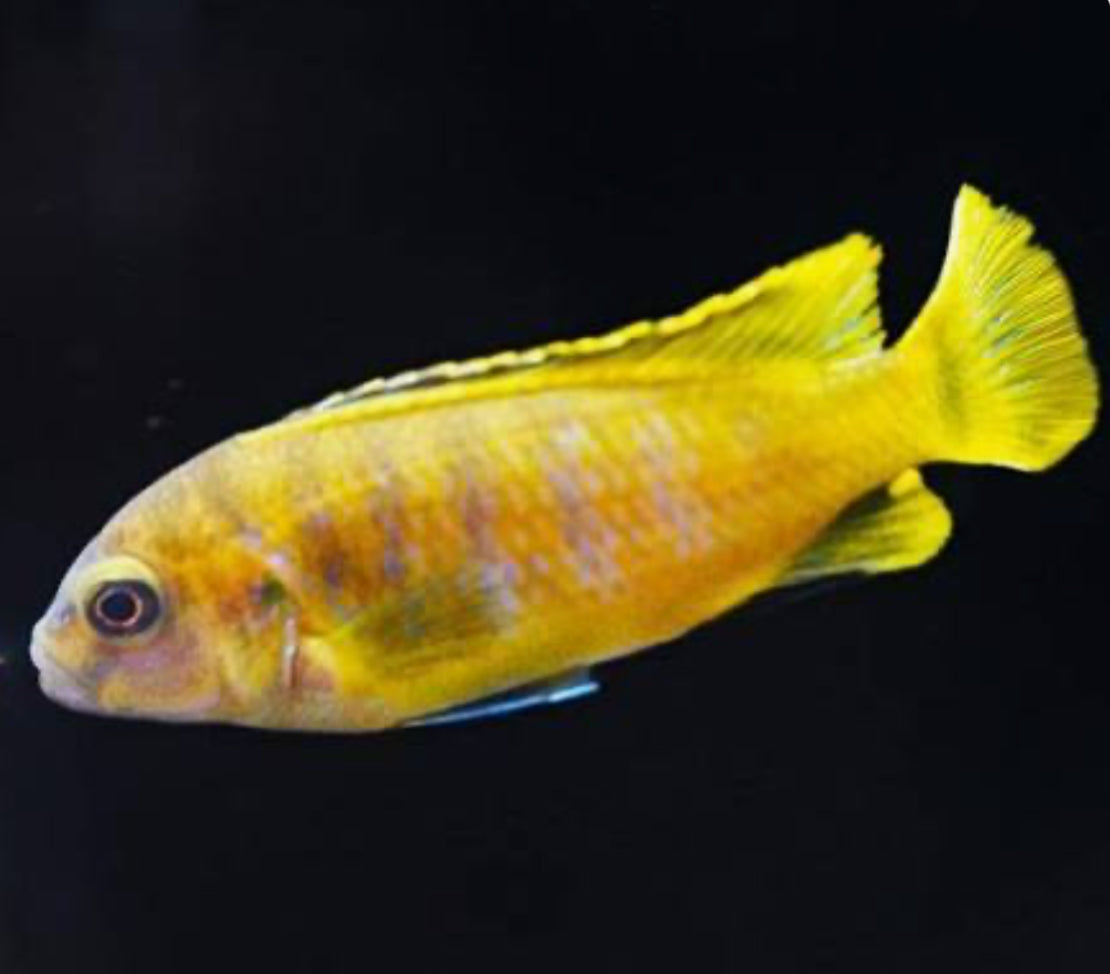 Chindongo saulosi Mbuna German Blood (Juveniles 2"+)