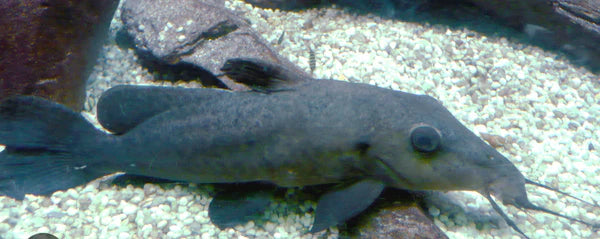 Girafee Nose Catfish 3"-4"