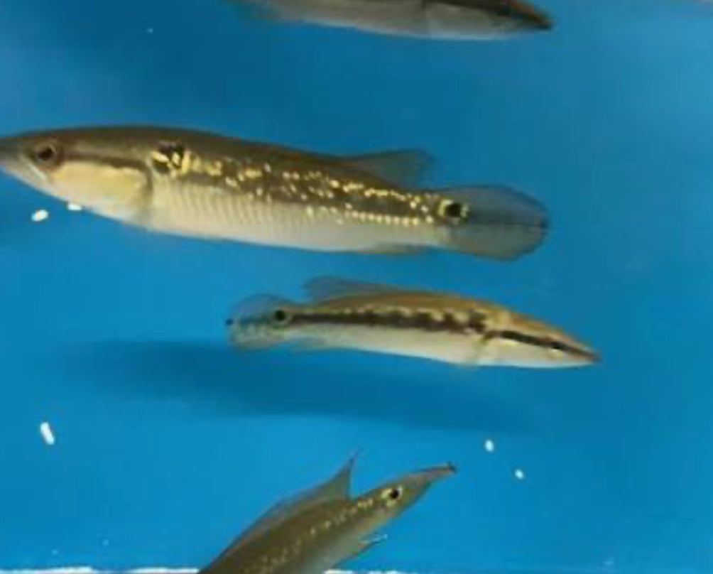 "Pike Jewel Fish" SMALL