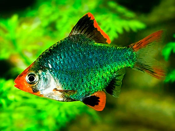 Emerald Green Barb