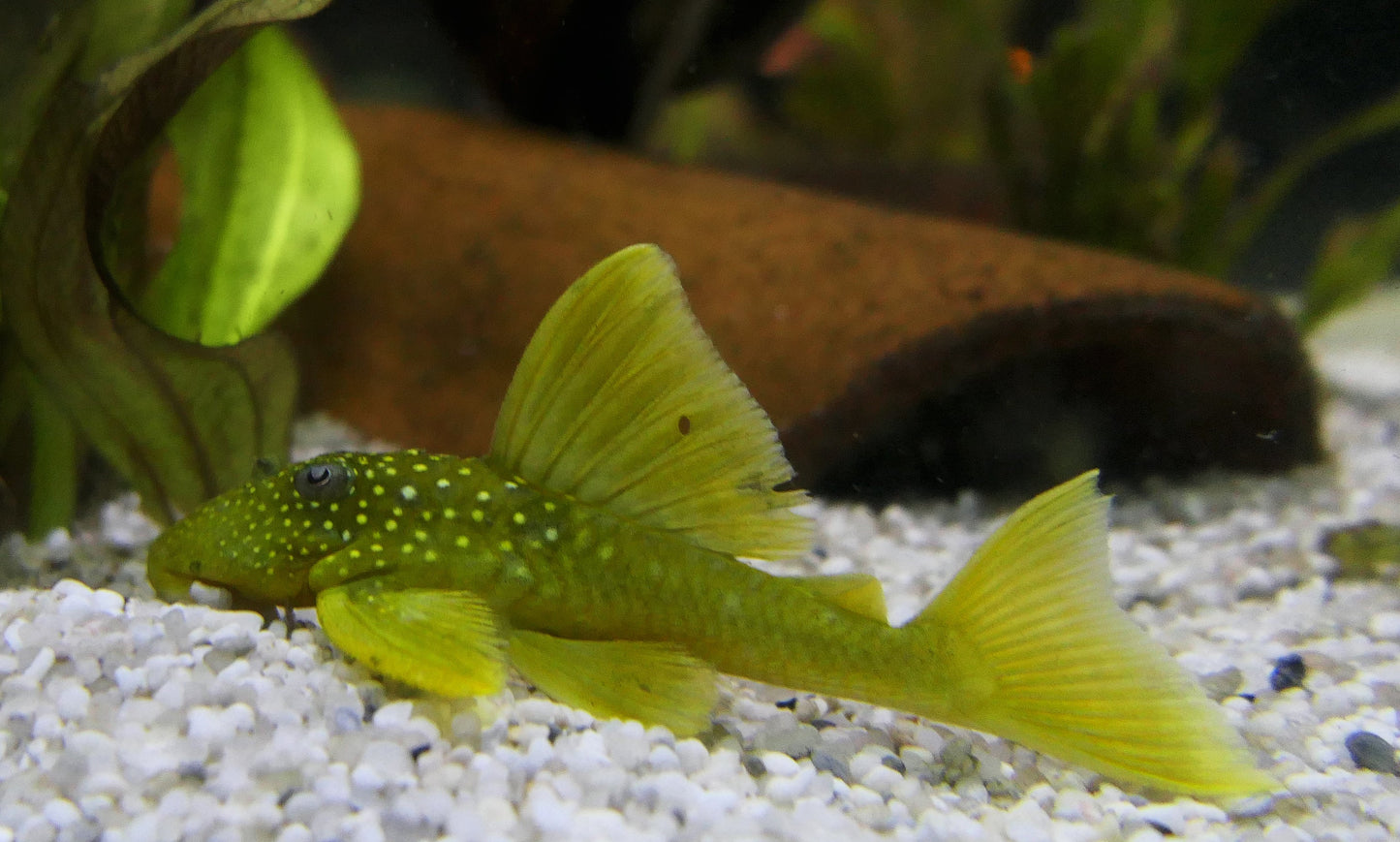 Green Phantom Pleco