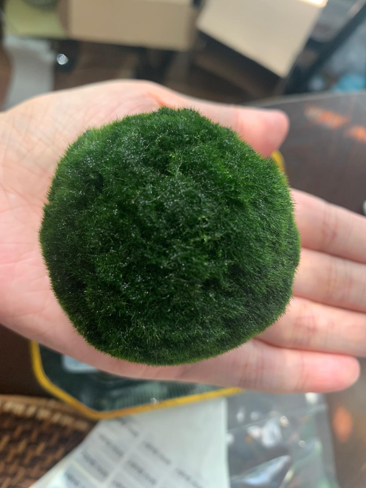 Large Algae Moss Balls Huge About 2.5-3 Inches