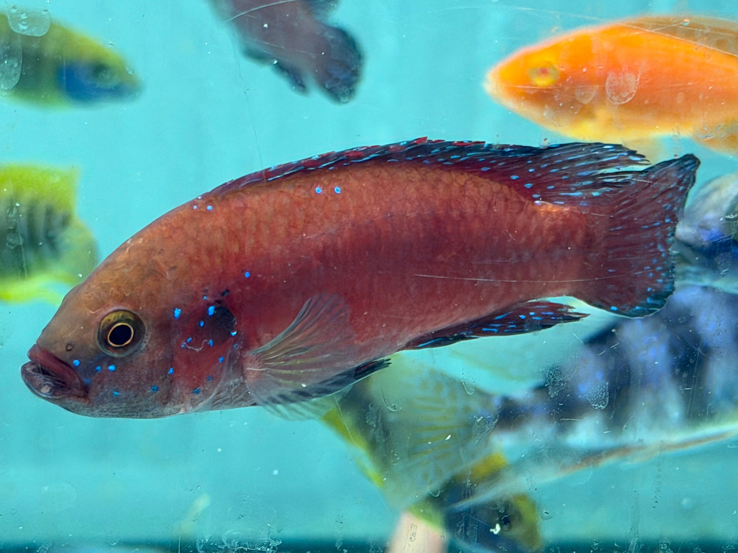 Turkana Jewel Cichlid (Rubricatochromis exsul)