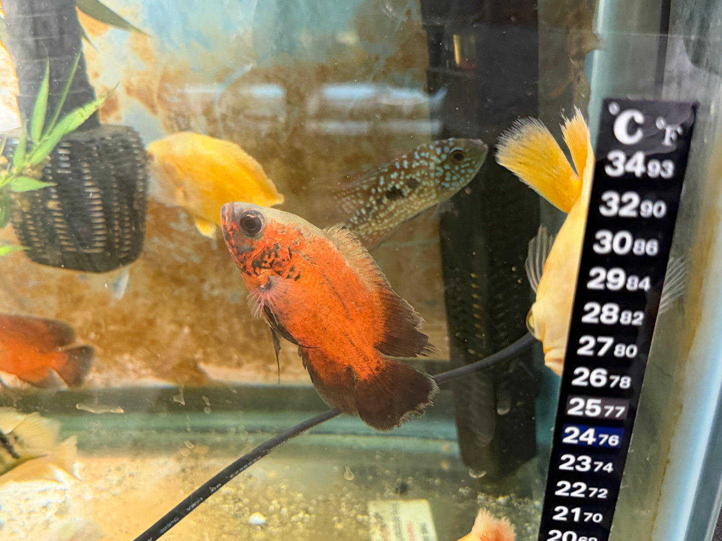 Red Copper Oscar 2.5”-3”