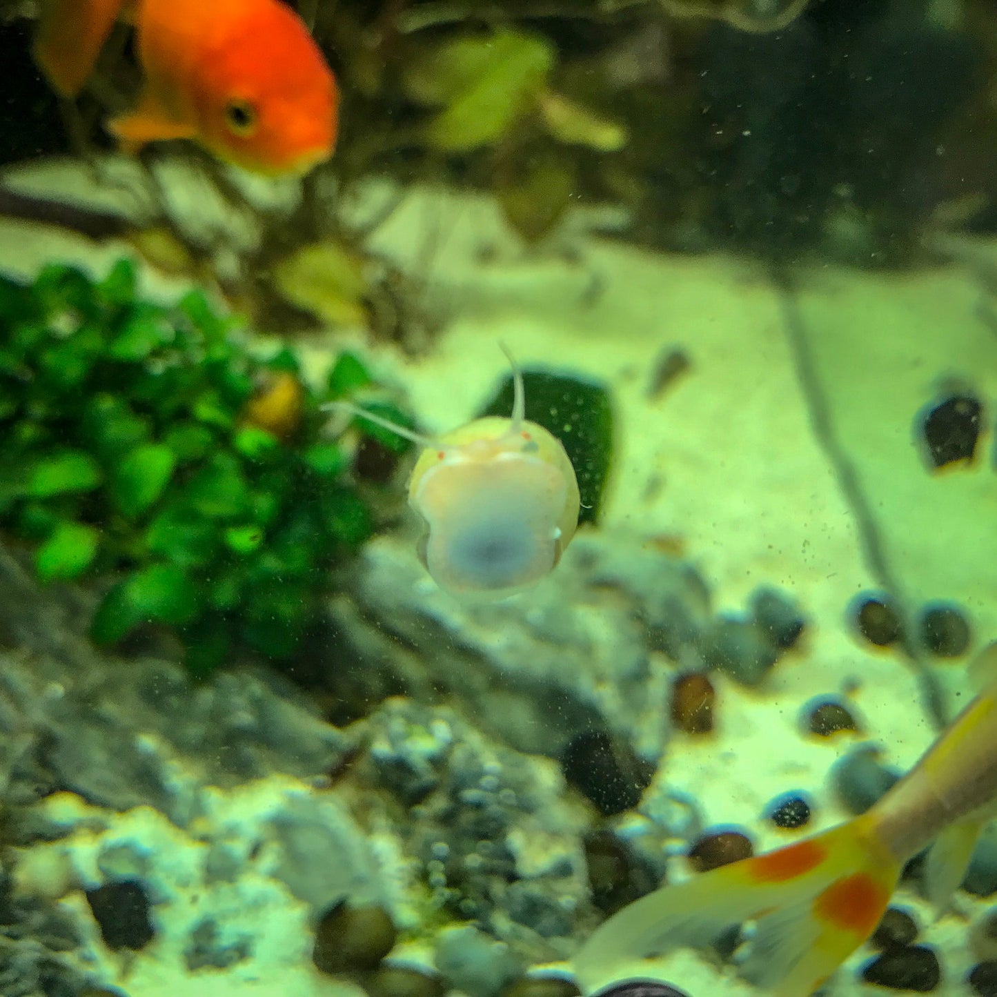 Mystery Snails
