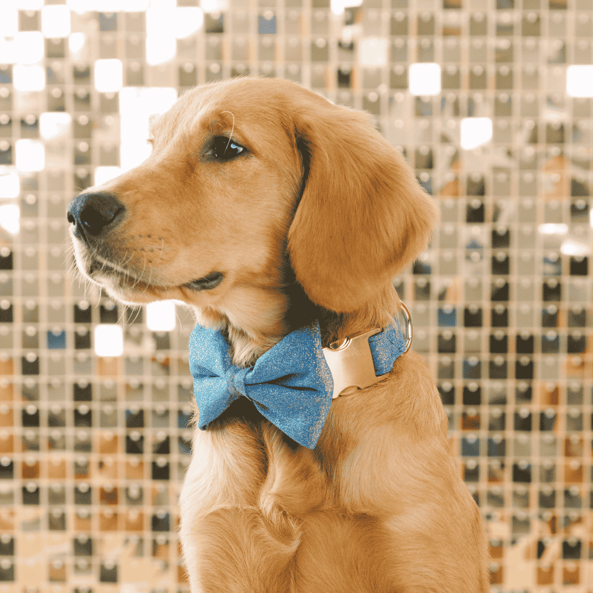 Jolie Dog Bow Tie