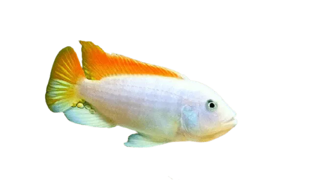 Ice Blue Zebra Albino Cichlid