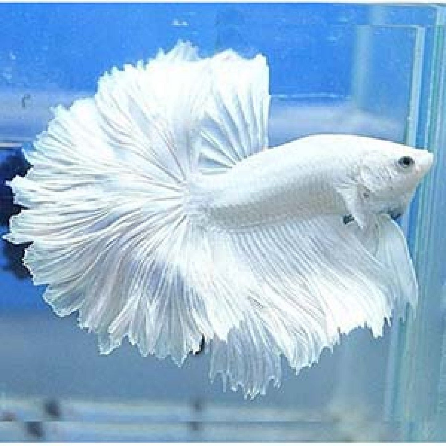 White Halfmoon Betta (Male)