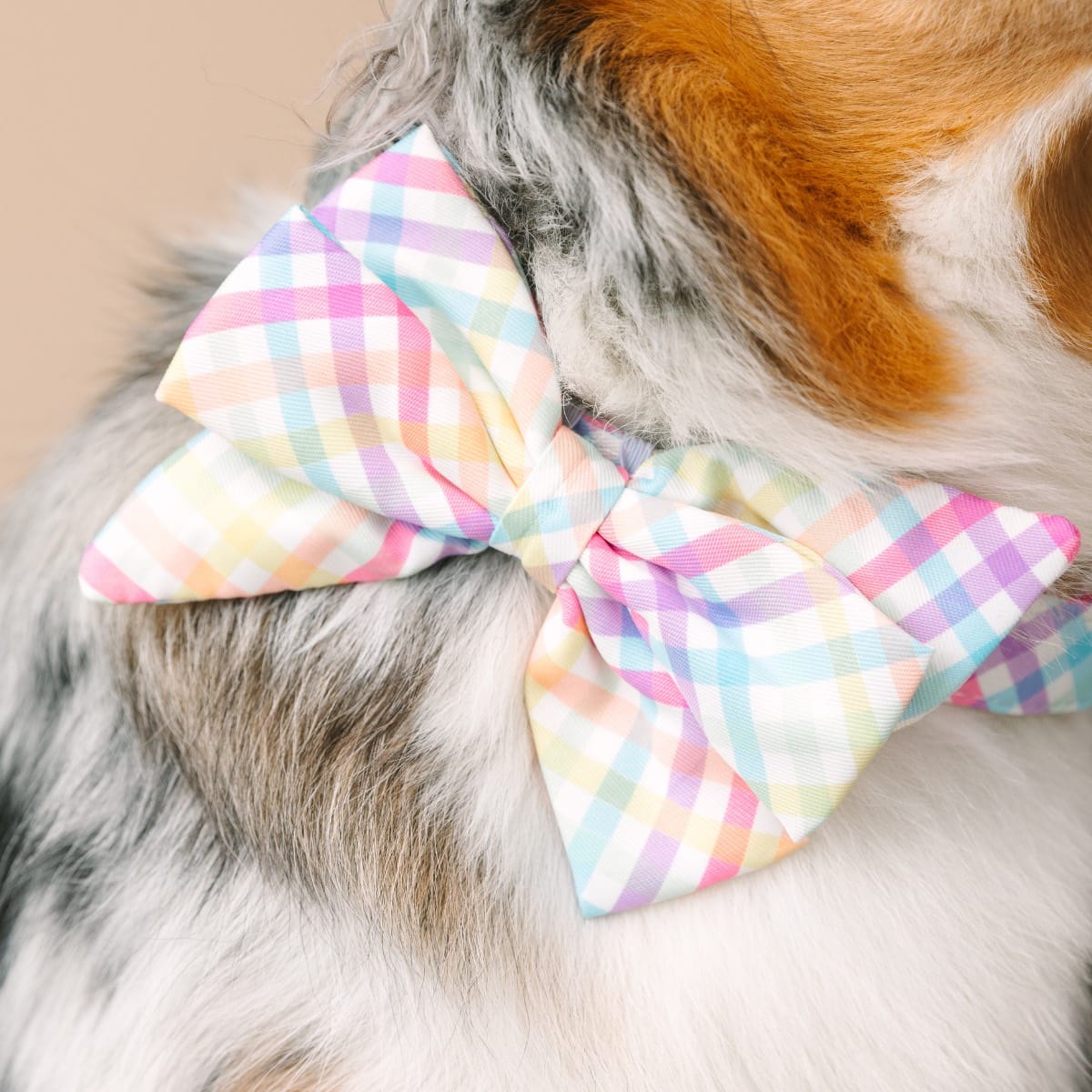 Minka Dog Babe Bow