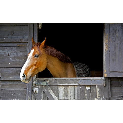 Manna Pro Sweet PDZ Horse Stall Refresher Granular, 40-Pounds