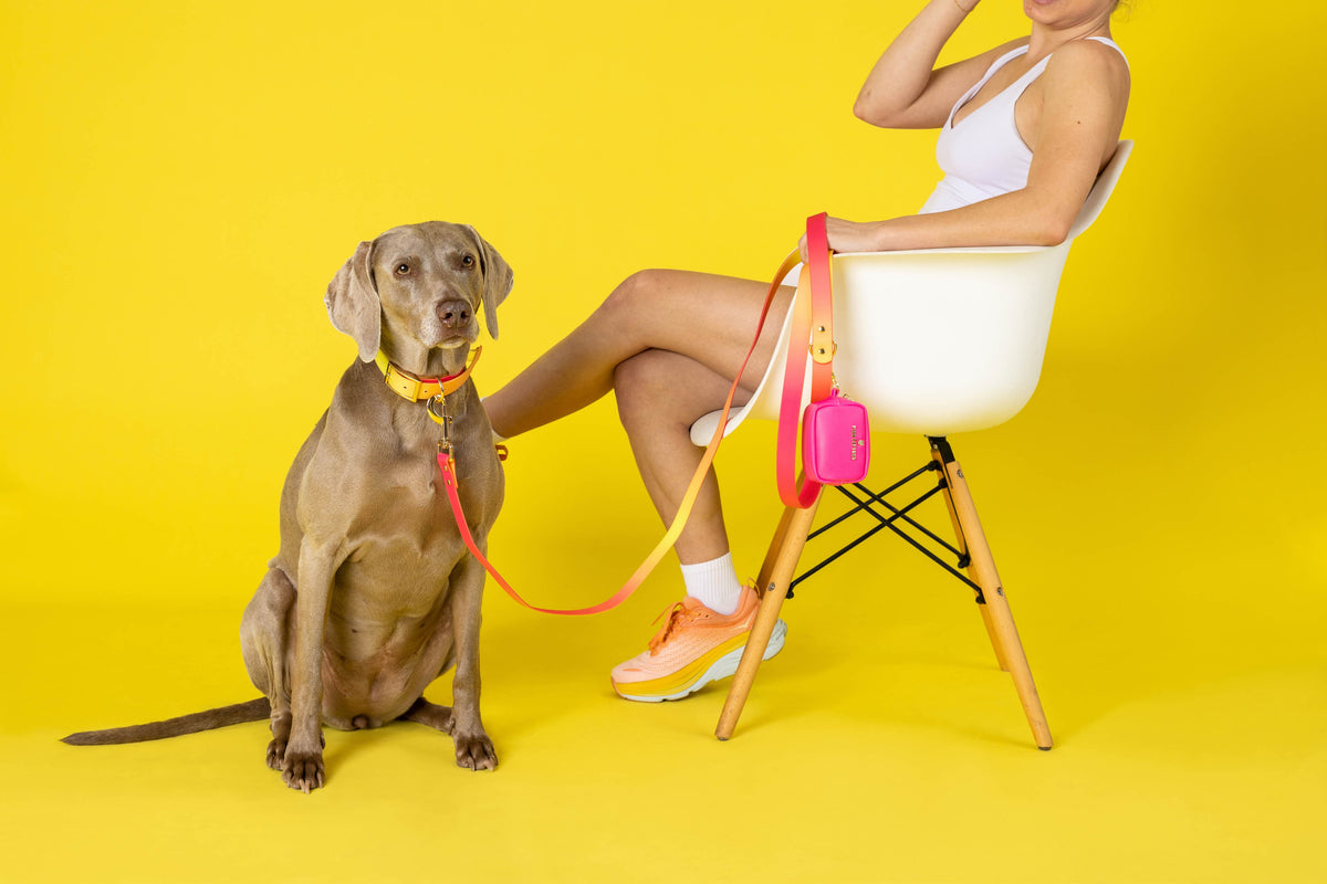 Katelin Dog Collar