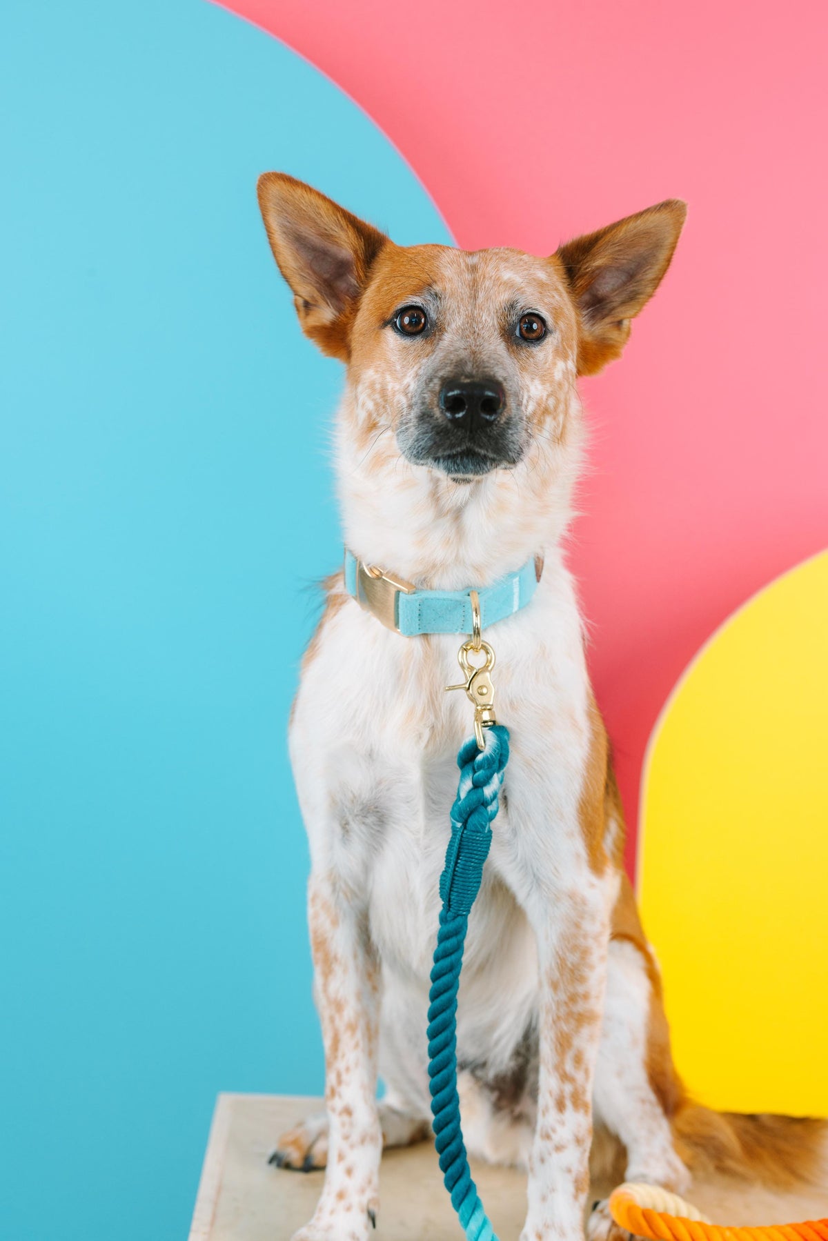 Perry Dog Collar