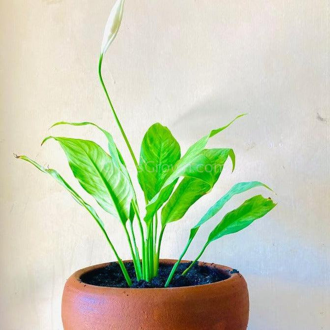 Peace Lily