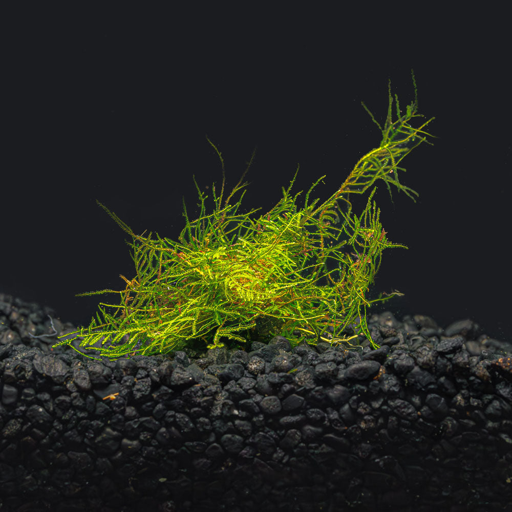 Peacock Moss