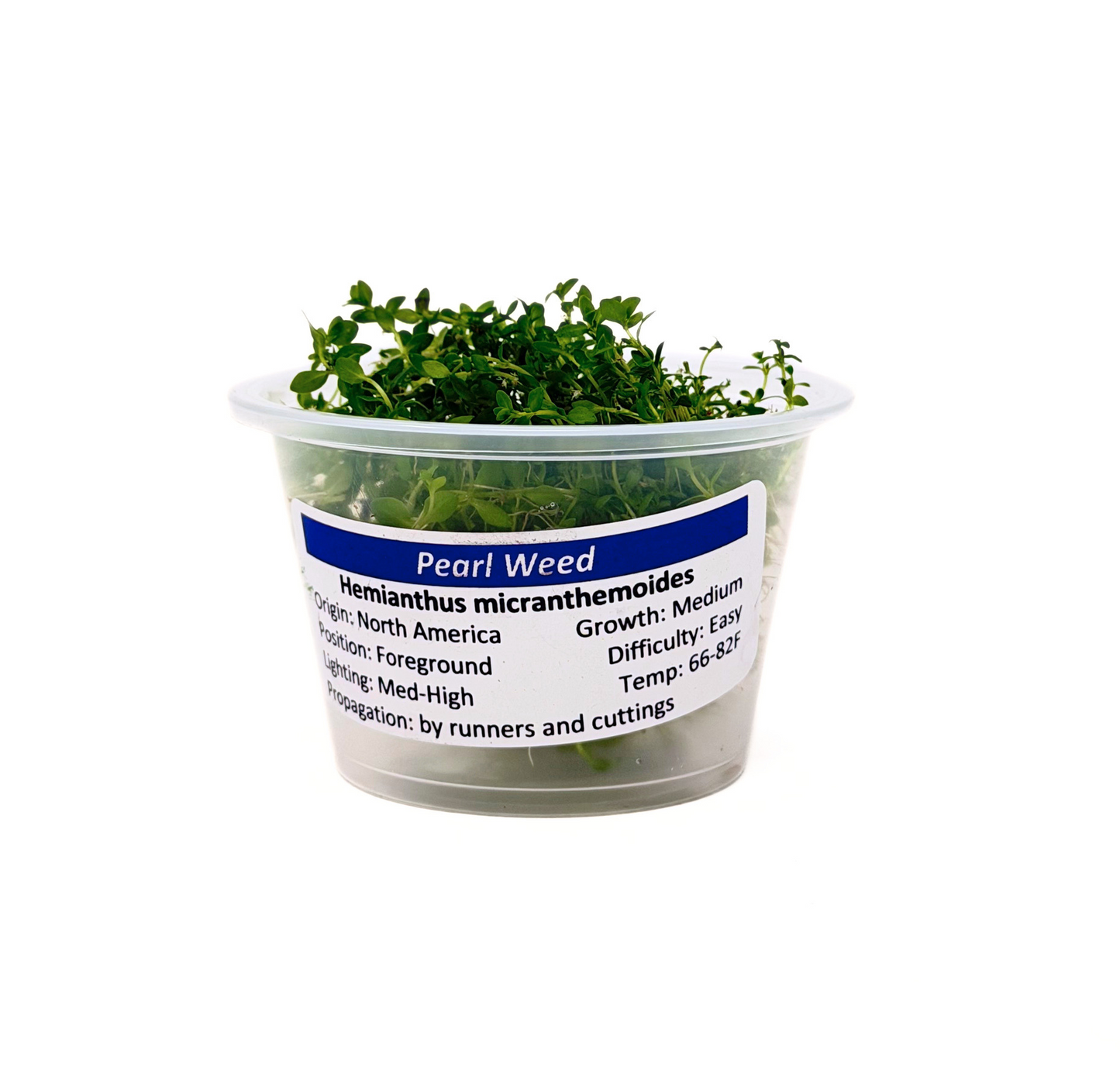 Pearlweed | Micranthemum Micranthemoides