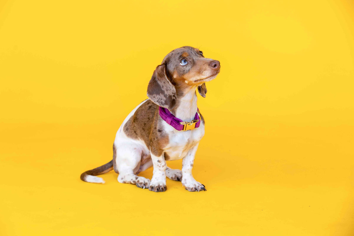 August Dog Collar