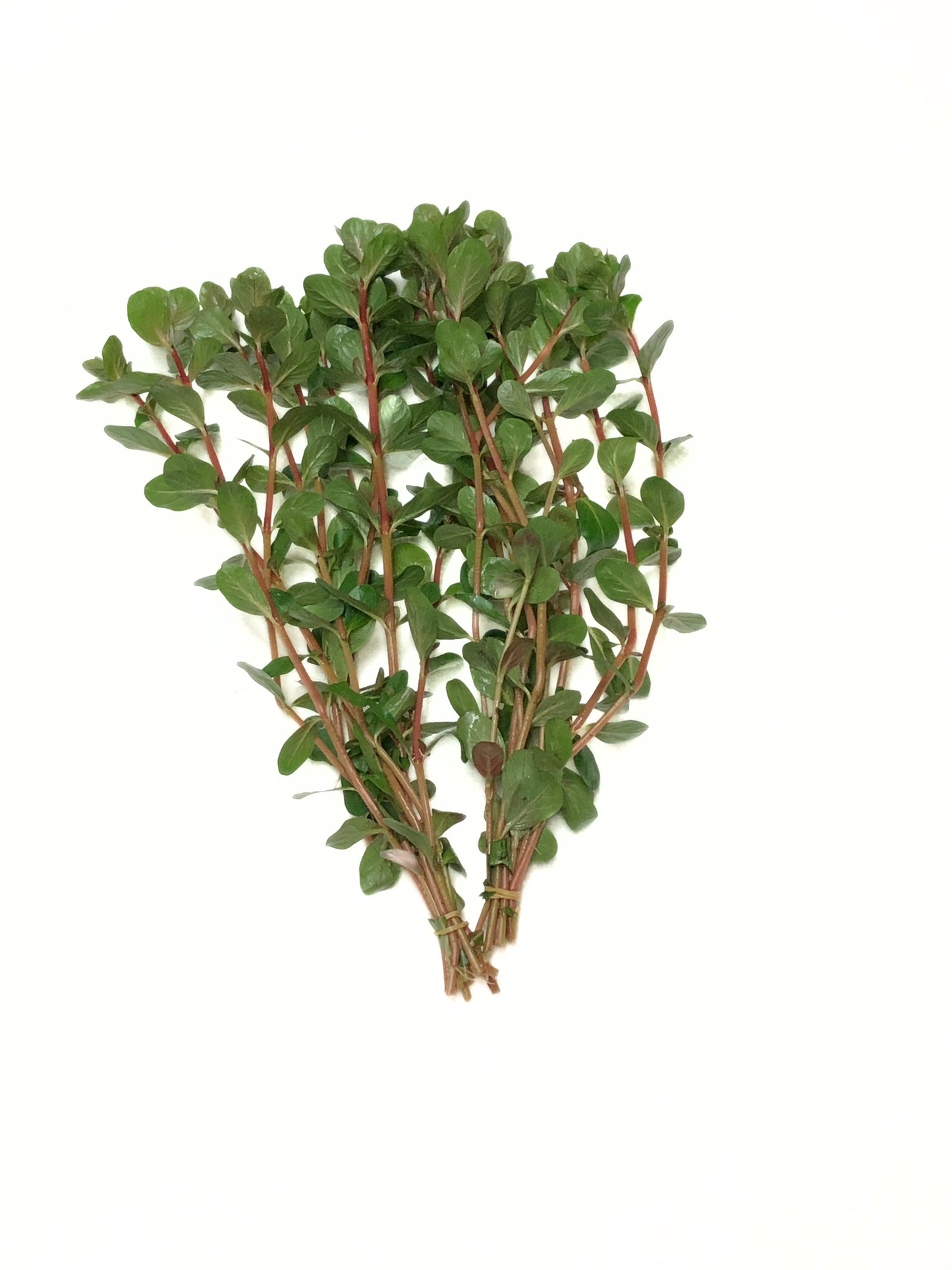 Rotala Vietnam