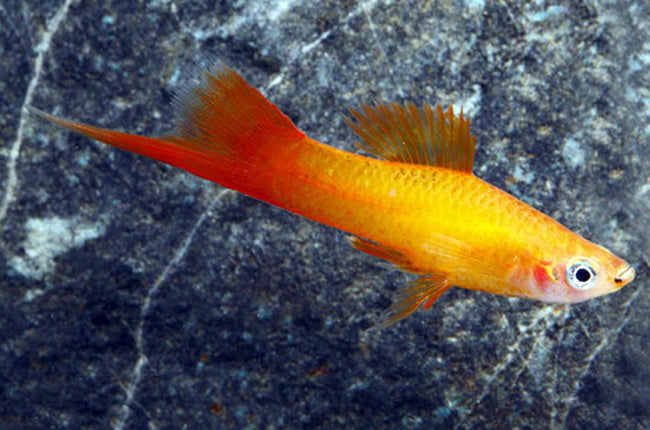 Marigold Swordtail