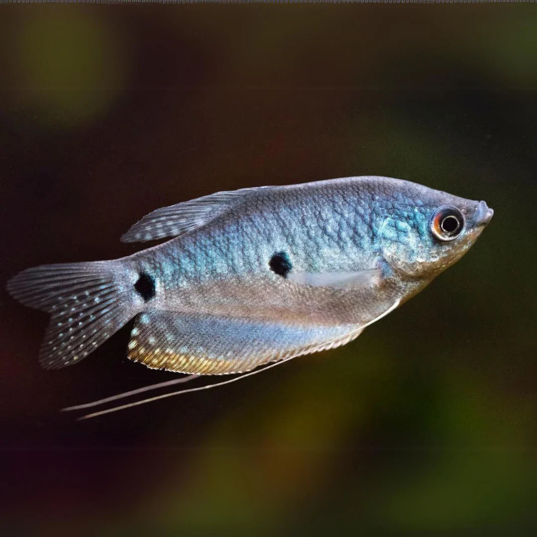 Three spot gourami (Opaline Gourami)