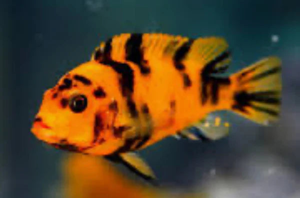 Zebra OB Cichlid