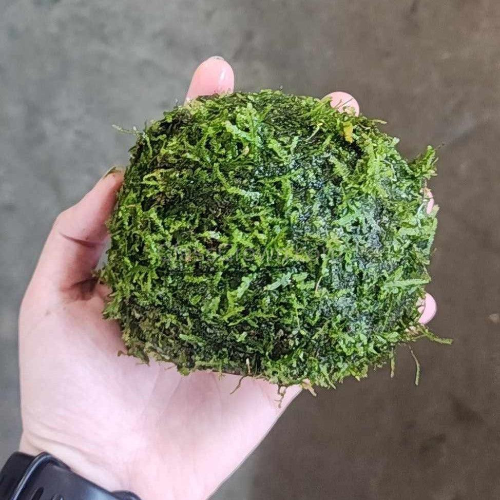 Java Moss Coconut Cave
