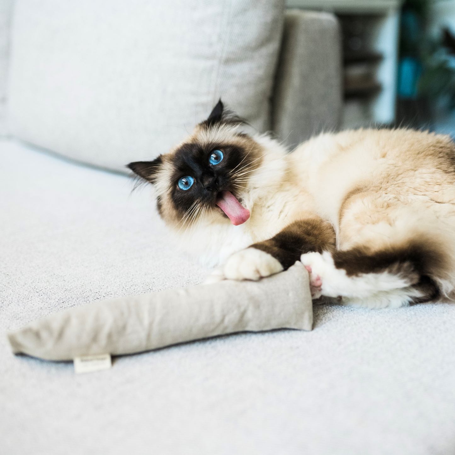 Boba & Vespa Cat Kicker Toy for Bunny Kicks - DOGS love it too!