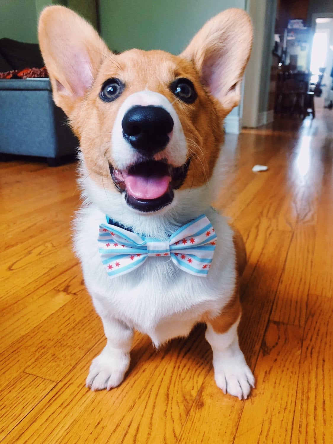 Chicago Flag Bow Tie
