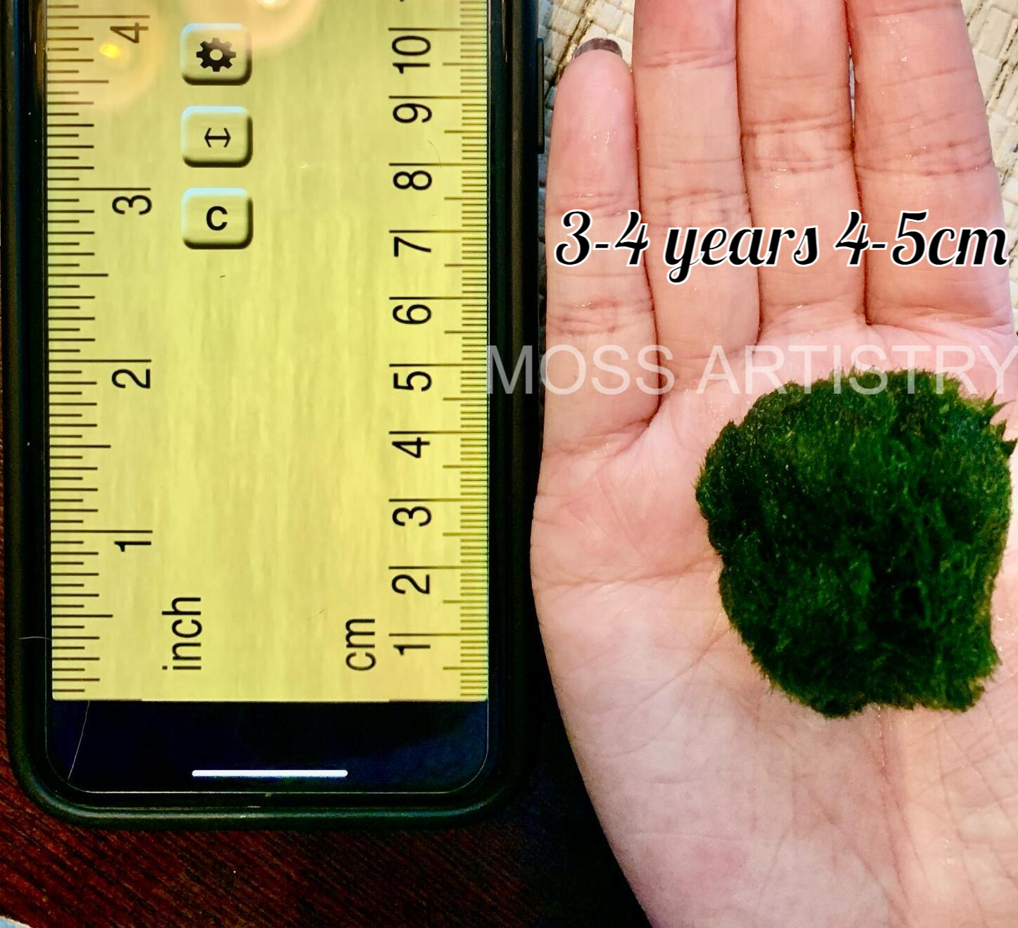 Sample Marimo Moss Balls For Aquarium Multiple Size - Kokedama Japanese Algae Ball