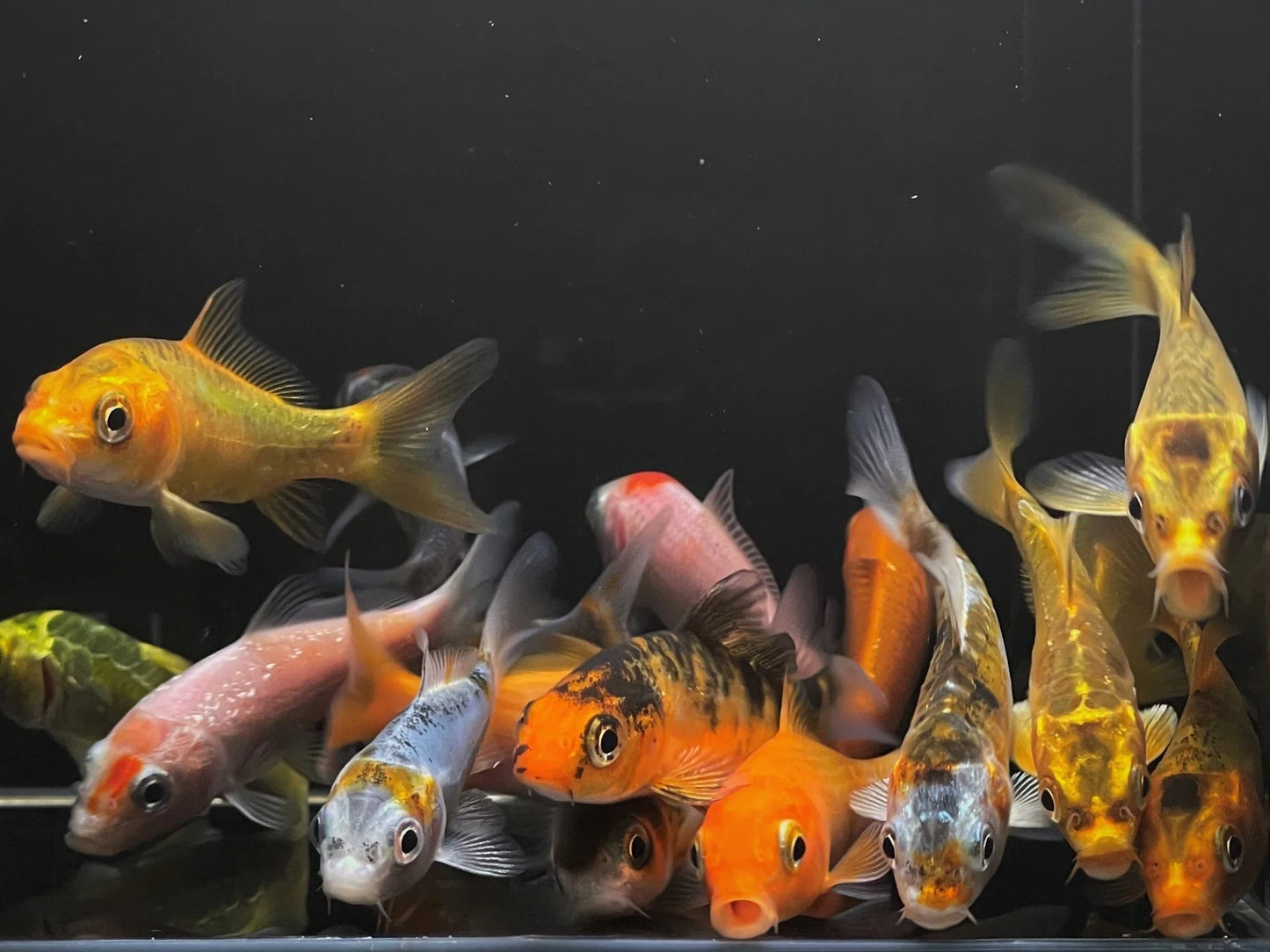 GRADE A Imported Koi