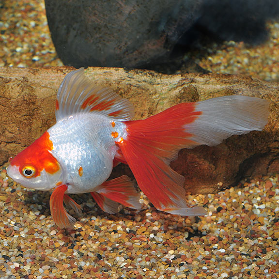 Red & White Ryukin Goldfish 3"