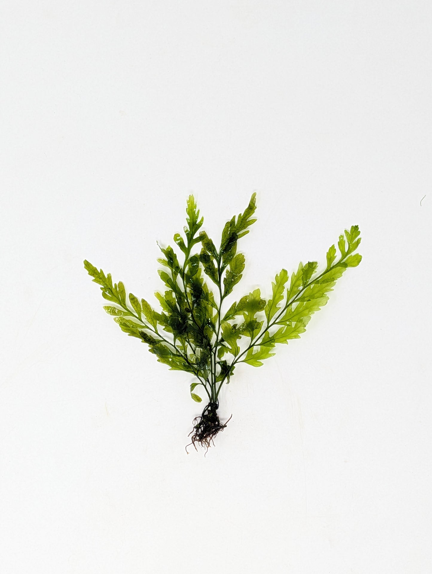 Bolbitis Heudelotti Narrow Leaf | African Water Fern