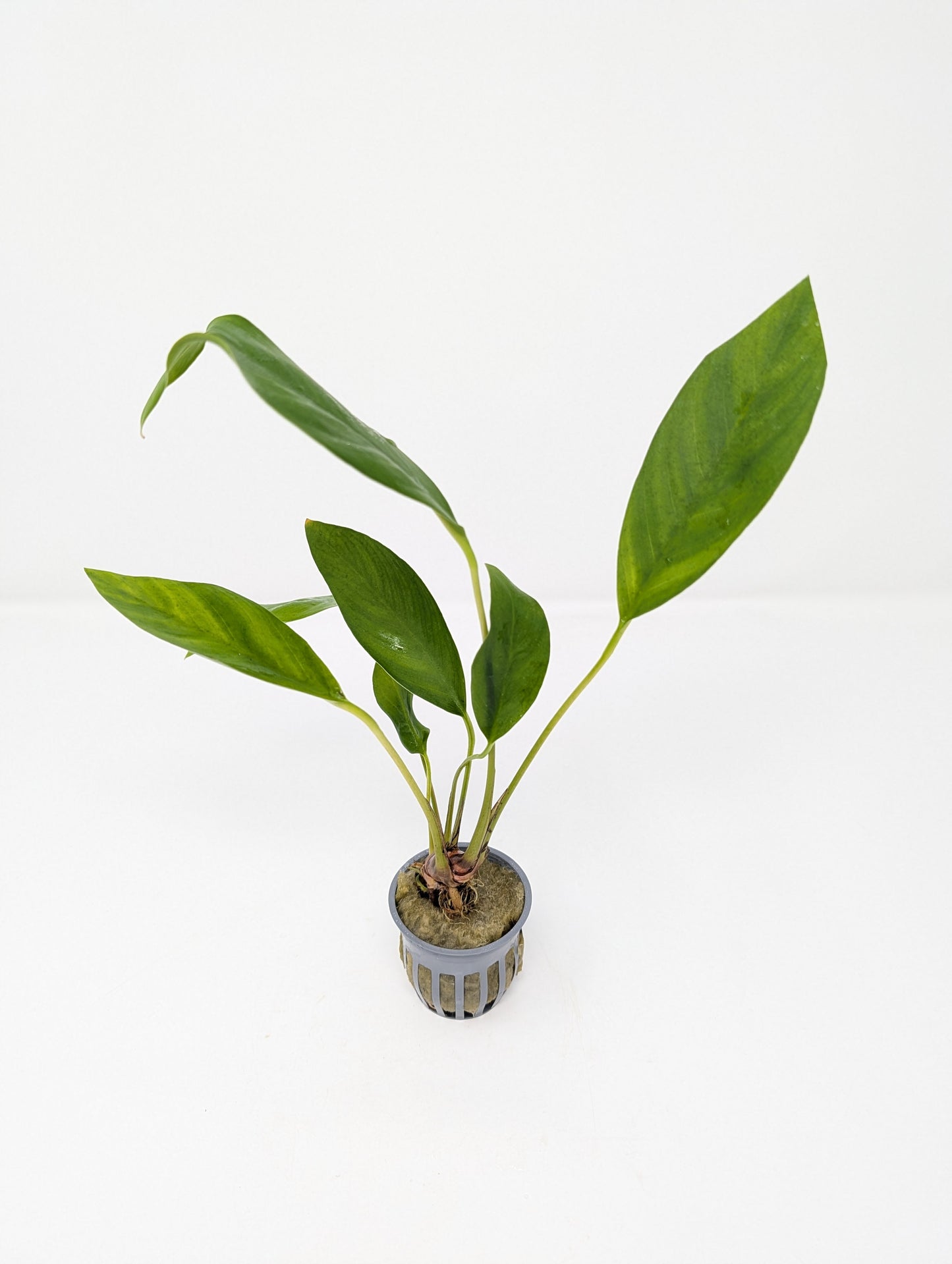 Anubias Congensis