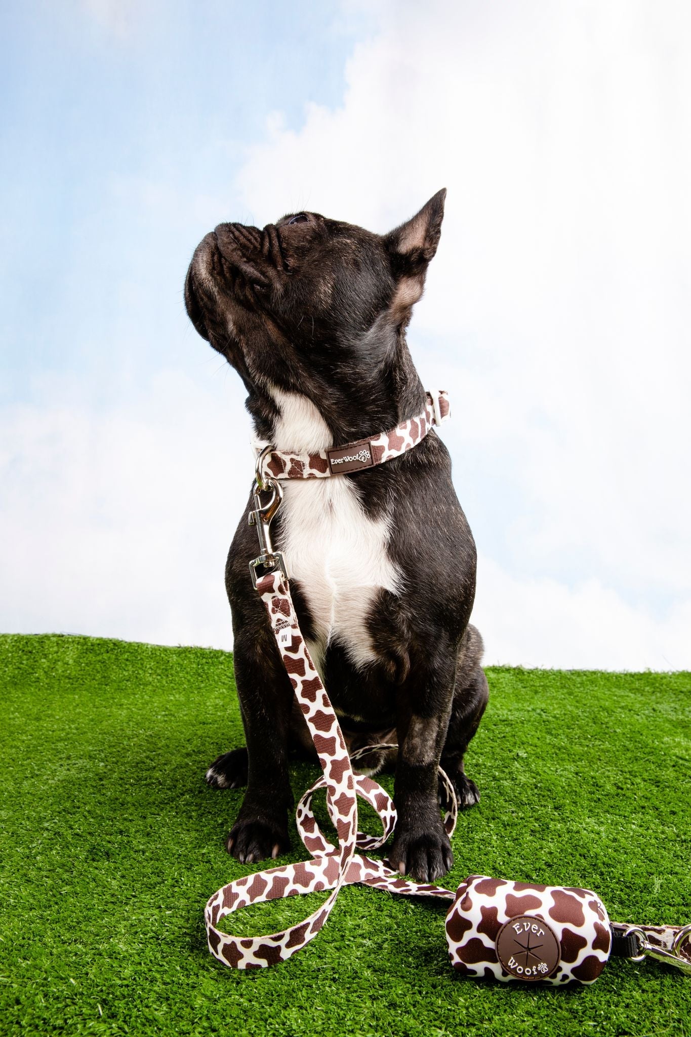Chocolate Cow Leash