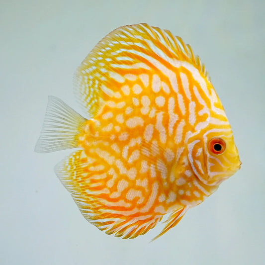 Yellow Pigeon Blood Discus 4"