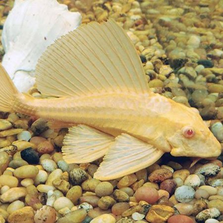 Gibbiceps Albino Pleco (Albino Sailfin Pleco)