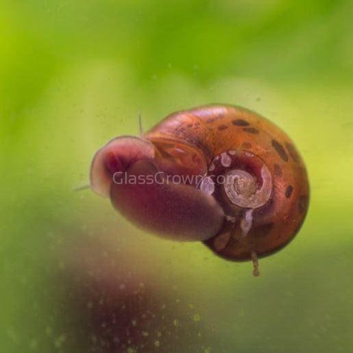 Colorful Ramshorn 10+ Snails