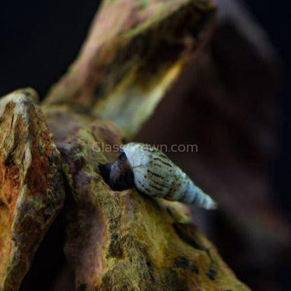 Malaysian Trumpet 10+ Snails